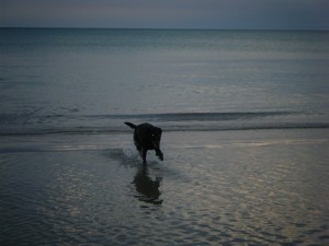 Trixie charging through shallow water