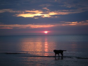 Trixie on the beach with the sun setting behind her