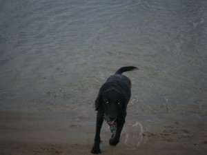 Trixie coming out of the water