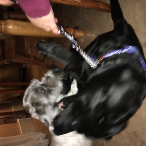 If I got the right picture, it's Tansy, a big black lab, next to a much smaller dog. I think this picture might look like an action shot, neither of them would hold still.