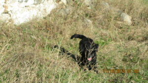 Trix in long grass