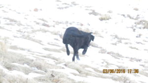 Trixie running down a hill from behind