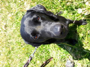 Tansy with a big fuzzy blob of pollen on her nose