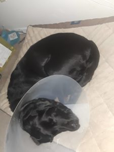 Tansy lying in her bed with her "cone of shame" on her head