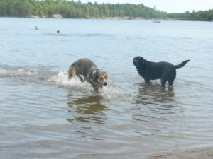 Sandy and Trixie in the water