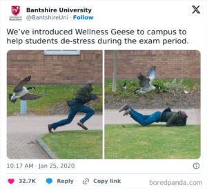 A screenshot of a tweet from “Bantshire University”, which is not a real school. The tweet text says: “We’ve introduced Wellness Geese to campus to help students de-stress during the exam period.” Below, there are two side by side photos. The left photo shows a goose with wings spread following close behind a running person on a grassy area next to a paved path, with a brick building in the background. The right photo shows the same goose near the person, who is now lying face-down on the grass with legs bent up, while the goose’s wings are partly spread. A brick building and some shrubs are behind them.